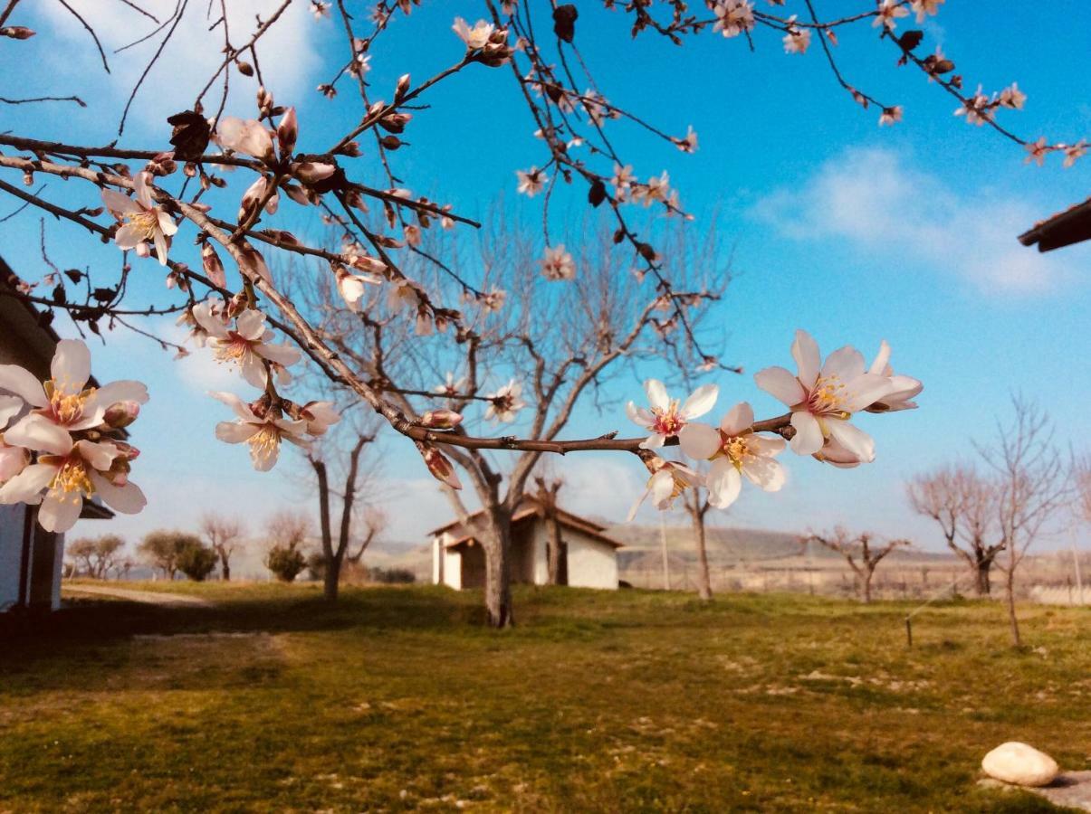 Le Terre D'Abruzzo Guest House Alanno Eksteriør bilde